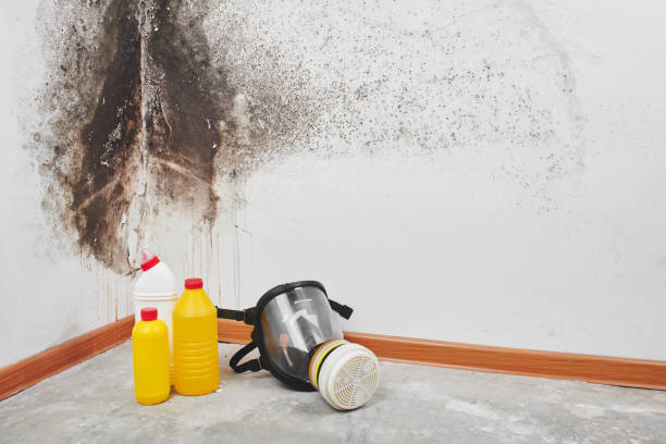 Best Local Mold Removal Service  in Middlebury, IN