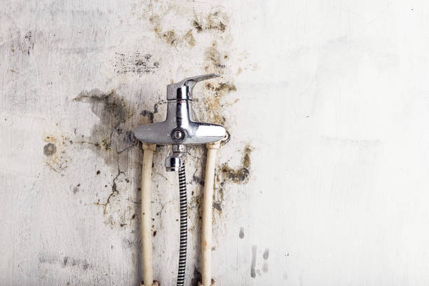 Best Home Mold Removal  in Middlebury, IN