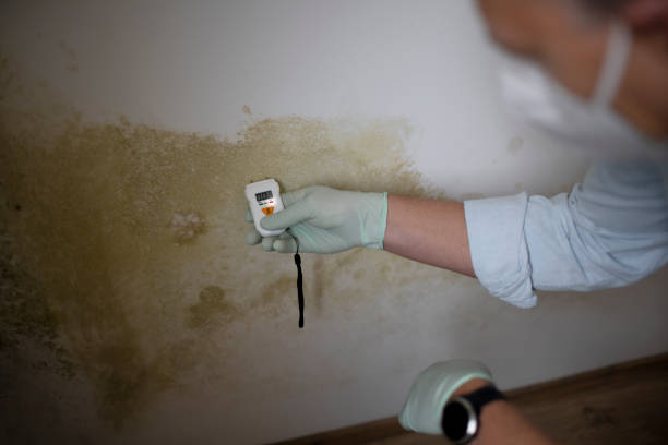 Best Residential Mold Removal  in Middlebury, IN