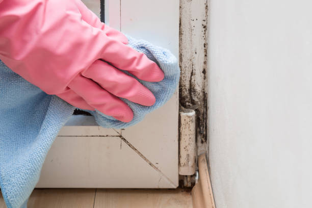 Best Attic Mold Removal  in Middlebury, IN