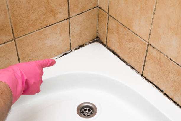 Best Mold Removal and Inspection  in Middlebury, IN