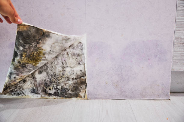 Best Mold Damage Repair  in Middlebury, IN